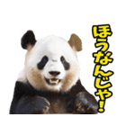 徳島阿波弁☆パンダ（個別スタンプ：22）