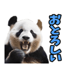 徳島阿波弁☆パンダ（個別スタンプ：23）