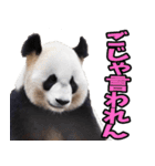徳島阿波弁☆パンダ（個別スタンプ：25）