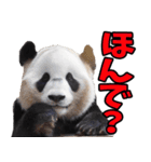徳島阿波弁☆パンダ（個別スタンプ：26）