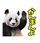 徳島阿波弁☆パンダ（個別スタンプ：30）
