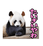 徳島阿波弁☆パンダ（個別スタンプ：31）