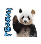 徳島阿波弁☆パンダ（個別スタンプ：32）