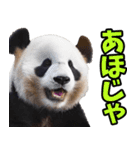 徳島阿波弁☆パンダ（個別スタンプ：33）