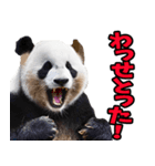 徳島阿波弁☆パンダ（個別スタンプ：34）