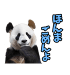 徳島阿波弁☆パンダ（個別スタンプ：35）