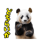 徳島阿波弁☆パンダ（個別スタンプ：36）