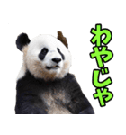 徳島阿波弁☆パンダ（個別スタンプ：37）
