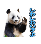 徳島阿波弁☆パンダ（個別スタンプ：39）