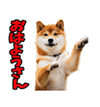 香川・讃岐弁☆わんこ（個別スタンプ：1）