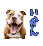 香川・讃岐弁☆わんこ（個別スタンプ：3）