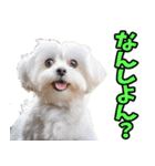 香川・讃岐弁☆わんこ（個別スタンプ：4）