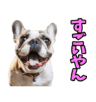 香川・讃岐弁☆わんこ（個別スタンプ：5）