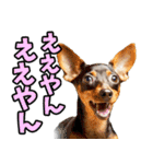 香川・讃岐弁☆わんこ（個別スタンプ：6）