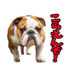 香川・讃岐弁☆わんこ（個別スタンプ：7）