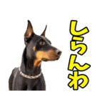 香川・讃岐弁☆わんこ（個別スタンプ：8）