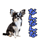 香川・讃岐弁☆わんこ（個別スタンプ：9）