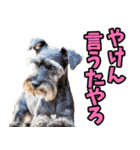 香川・讃岐弁☆わんこ（個別スタンプ：11）