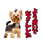 香川・讃岐弁☆わんこ（個別スタンプ：12）