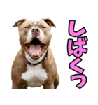 香川・讃岐弁☆わんこ（個別スタンプ：17）