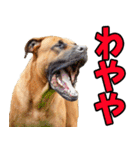 香川・讃岐弁☆わんこ（個別スタンプ：18）