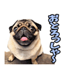 香川・讃岐弁☆わんこ（個別スタンプ：19）