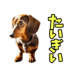 香川・讃岐弁☆わんこ（個別スタンプ：21）