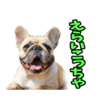 香川・讃岐弁☆わんこ（個別スタンプ：22）