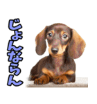 香川・讃岐弁☆わんこ（個別スタンプ：24）