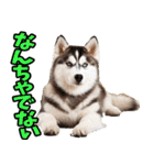 香川・讃岐弁☆わんこ（個別スタンプ：25）