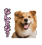 香川・讃岐弁☆わんこ（個別スタンプ：26）