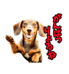 香川・讃岐弁☆わんこ（個別スタンプ：27）