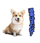 香川・讃岐弁☆わんこ（個別スタンプ：29）