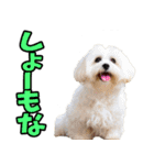 香川・讃岐弁☆わんこ（個別スタンプ：30）