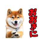 香川・讃岐弁☆わんこ（個別スタンプ：31）