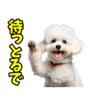 香川・讃岐弁☆わんこ（個別スタンプ：32）