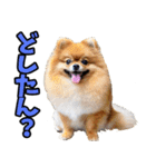 香川・讃岐弁☆わんこ（個別スタンプ：33）