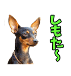 香川・讃岐弁☆わんこ（個別スタンプ：34）