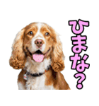 香川・讃岐弁☆わんこ（個別スタンプ：35）