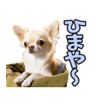 香川・讃岐弁☆わんこ（個別スタンプ：36）