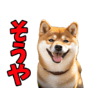 香川・讃岐弁☆わんこ（個別スタンプ：37）