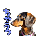 香川・讃岐弁☆わんこ（個別スタンプ：38）