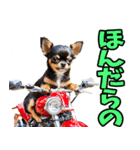 香川・讃岐弁☆わんこ（個別スタンプ：39）