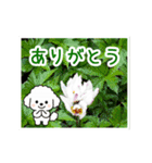 動く☆大人やさしいトイプードルと野の花（個別スタンプ：1）