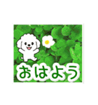 動く☆大人やさしいトイプードルと野の花（個別スタンプ：3）