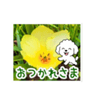 動く☆大人やさしいトイプードルと野の花（個別スタンプ：5）