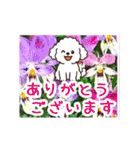 動く☆大人やさしいトイプードルと野の花（個別スタンプ：10）