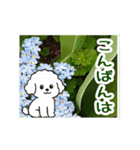 動く☆大人やさしいトイプードルと野の花（個別スタンプ：11）