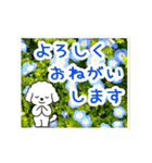 動く☆大人やさしいトイプードルと野の花（個別スタンプ：12）