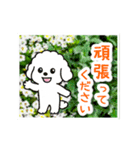 動く☆大人やさしいトイプードルと野の花（個別スタンプ：13）